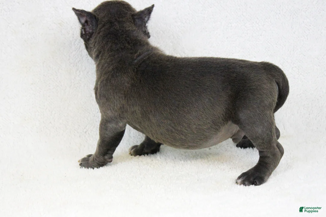 American Bully dogs for sale: Blue Brindle Male - Ad 2