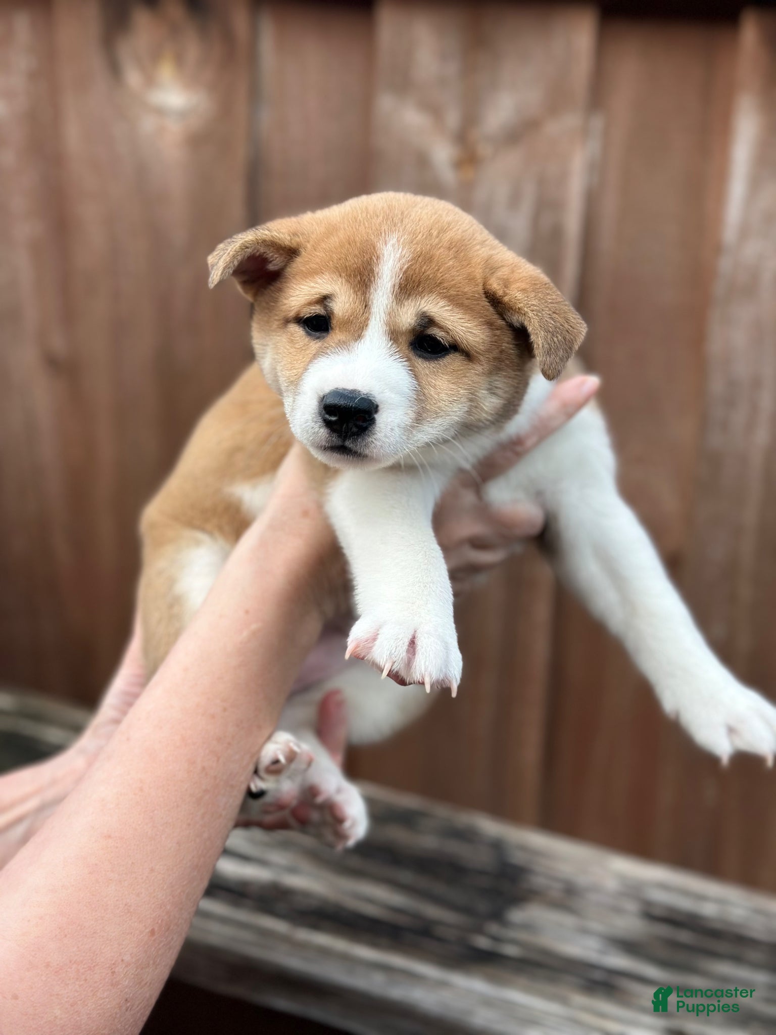 Shiba Inu dogs Tiramisu - Ad 2