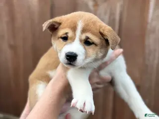 Shiba Inu dogs Tiramisu - Ad 11