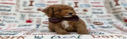 Cavapoo dogs for sale: Adam - Ad 8