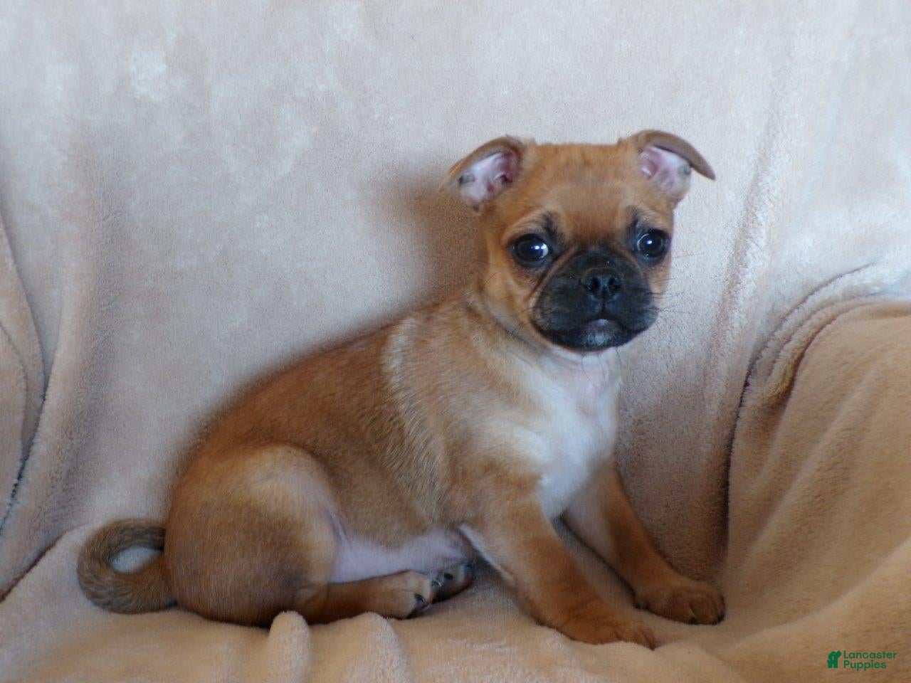 Mixed Breed dogs Daffodil - Ad 2