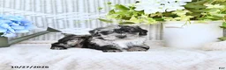 Mini Aussiedoodle dogs for sale: Turbo - Ad 4