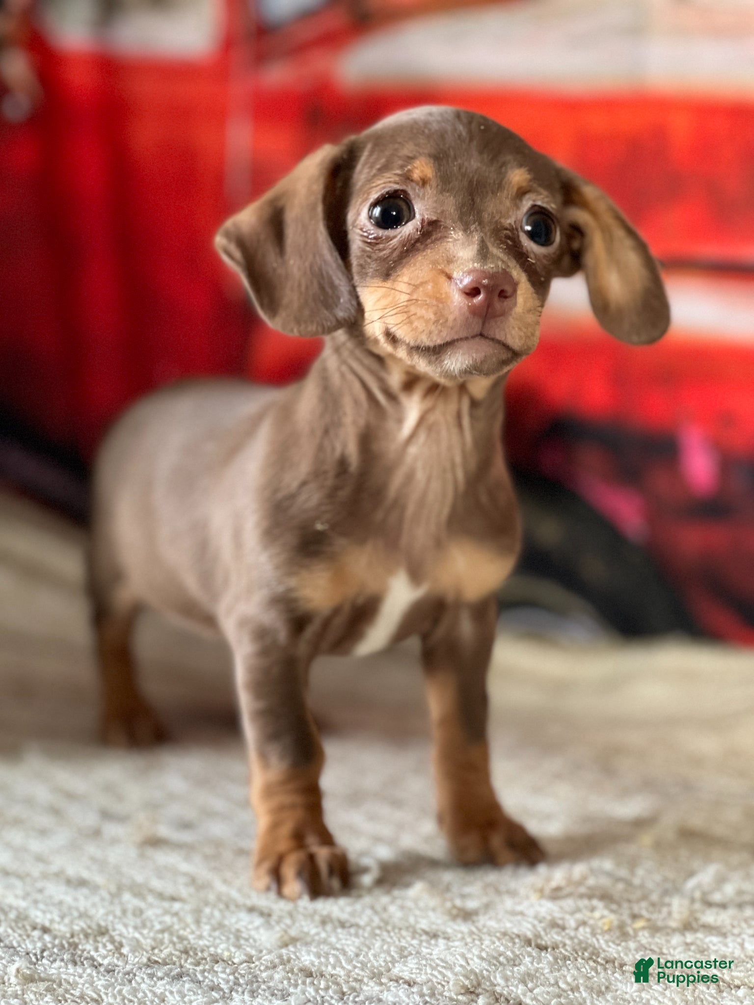 Chiweenie dogs Sweet - Ad 2