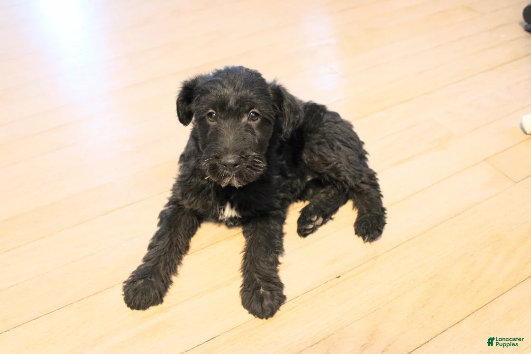 Gallery Image {{count}}