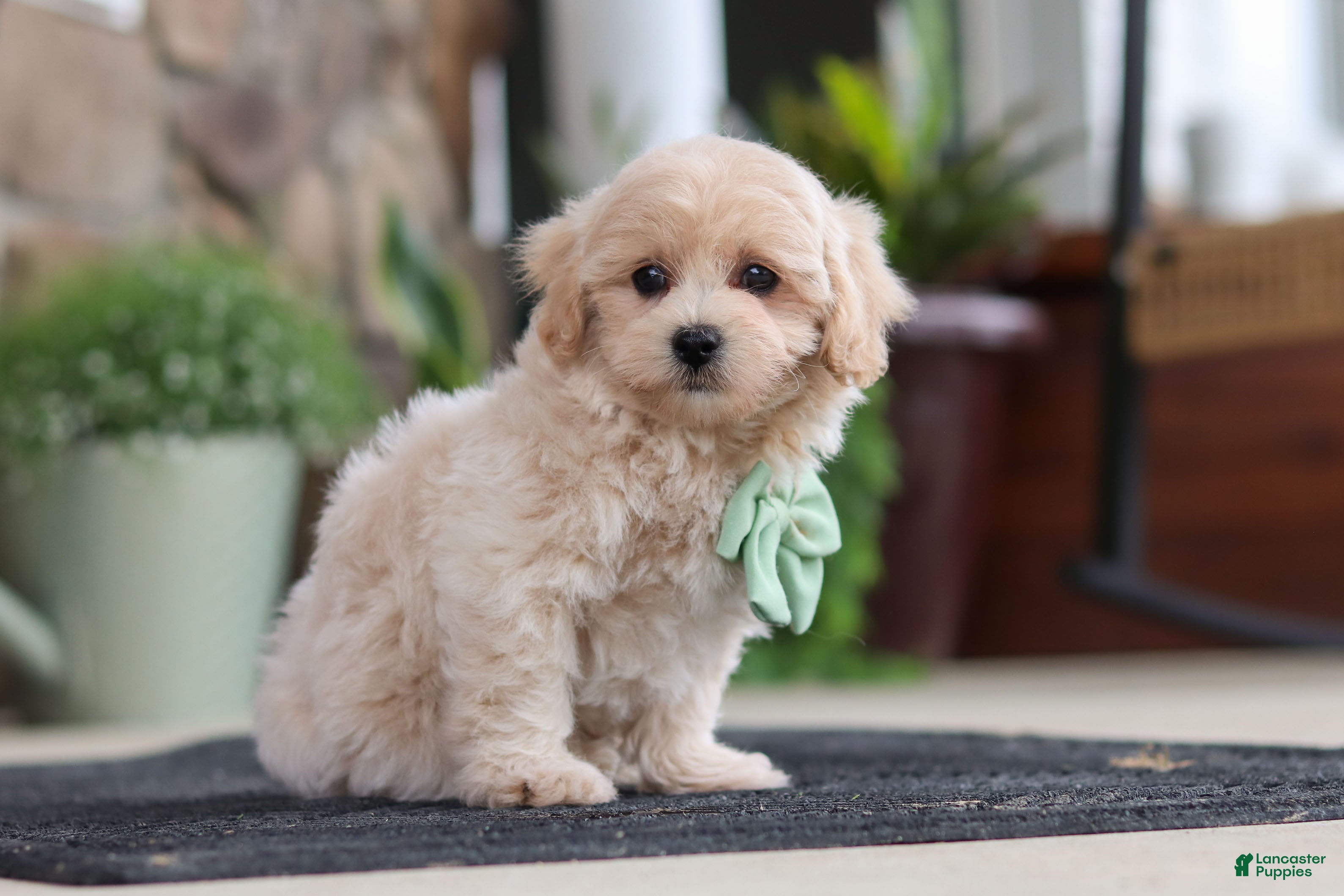 Maltipoo dogs Karl - Ad 2