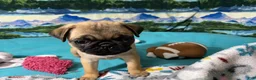 Pug dogs for sale: Birdie - Ad 3