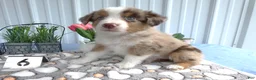 Miniature Australian Shepherd dogs for sale: Miniature Australian Shepherd 6 Rayana - Ad 1
