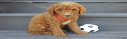 Mini Goldendoodle dogs for sale: Jake (Medium) - Ad 4