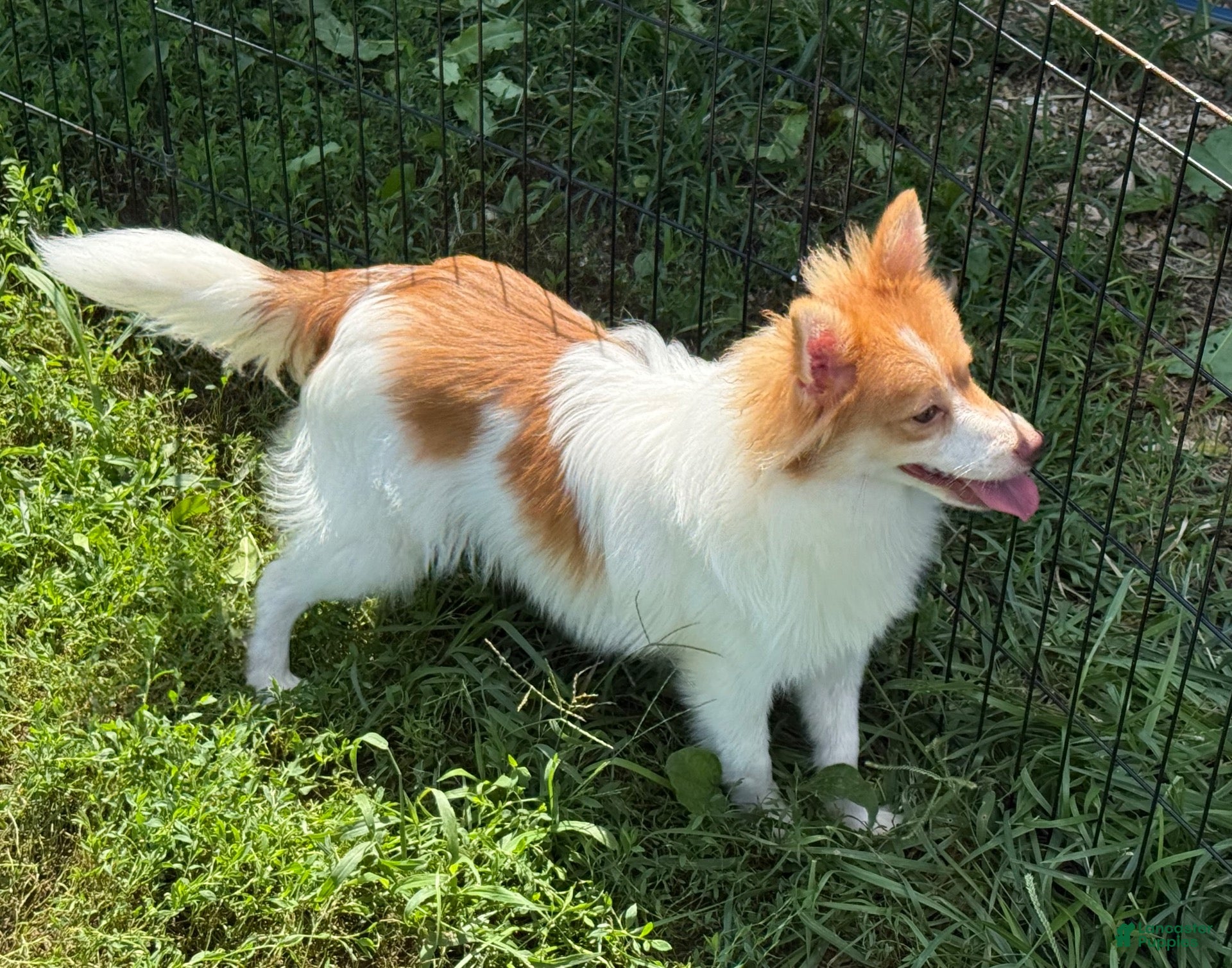 Pomeranian dogs Pomeranian 1 - Ad 1
