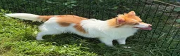 Pomeranian dogs for sale: Pomeranian 1 - Ad 1