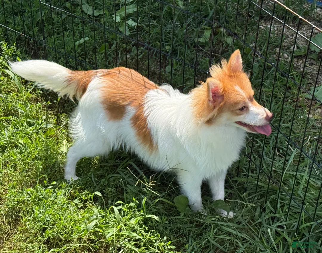 Pomeranian dogs for sale: Pomeranian 1 - Ad 1