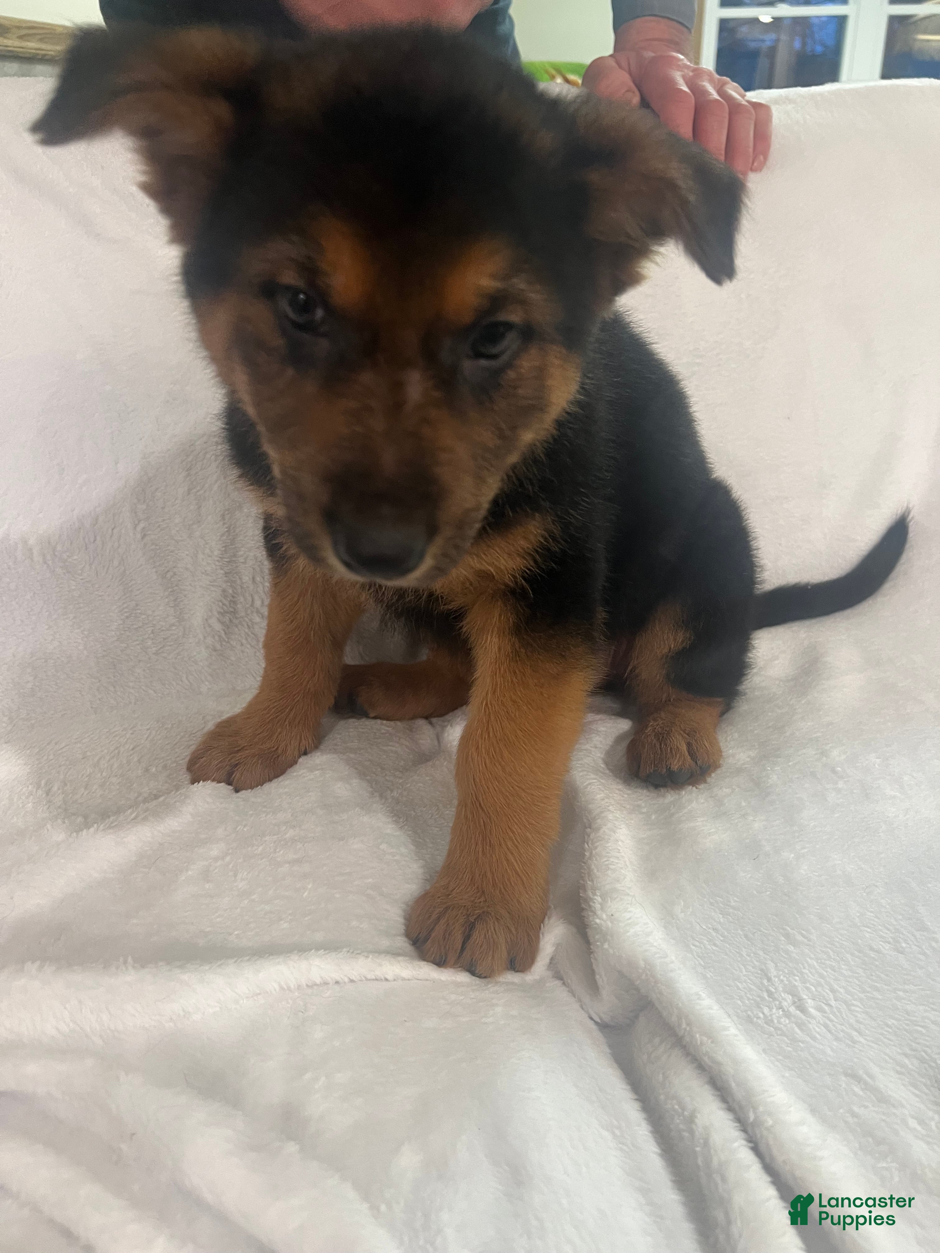 German Shepherd dogs German Shepherd Puppy 5 - Ad 40