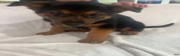 German Shepherd dogs for sale: German Shepherd Puppy 5 - Ad 1