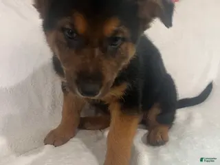 German Shepherd dogs for sale: German Shepherd Puppy 5 - Ad 4