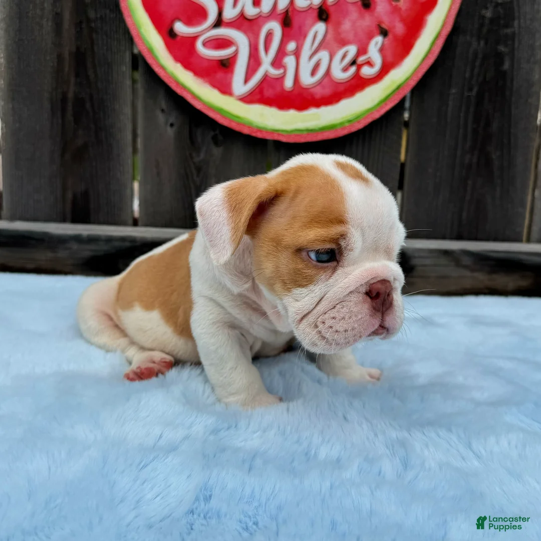 English Bulldog dogs for sale: Boby  - Ad 8