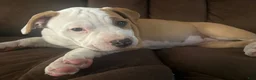 American Bully dogs for sale: Houston - Ad 5