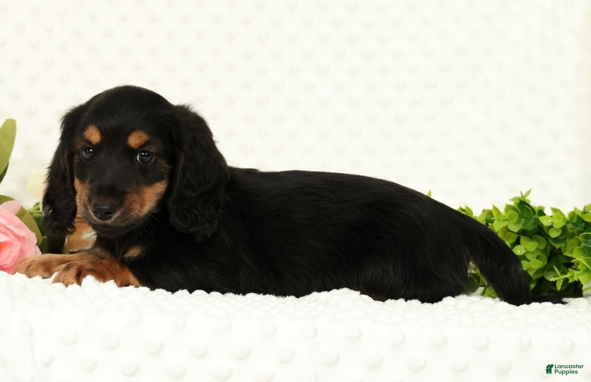 Miniature Dachshund dogs for sale: Samson - Ad 7