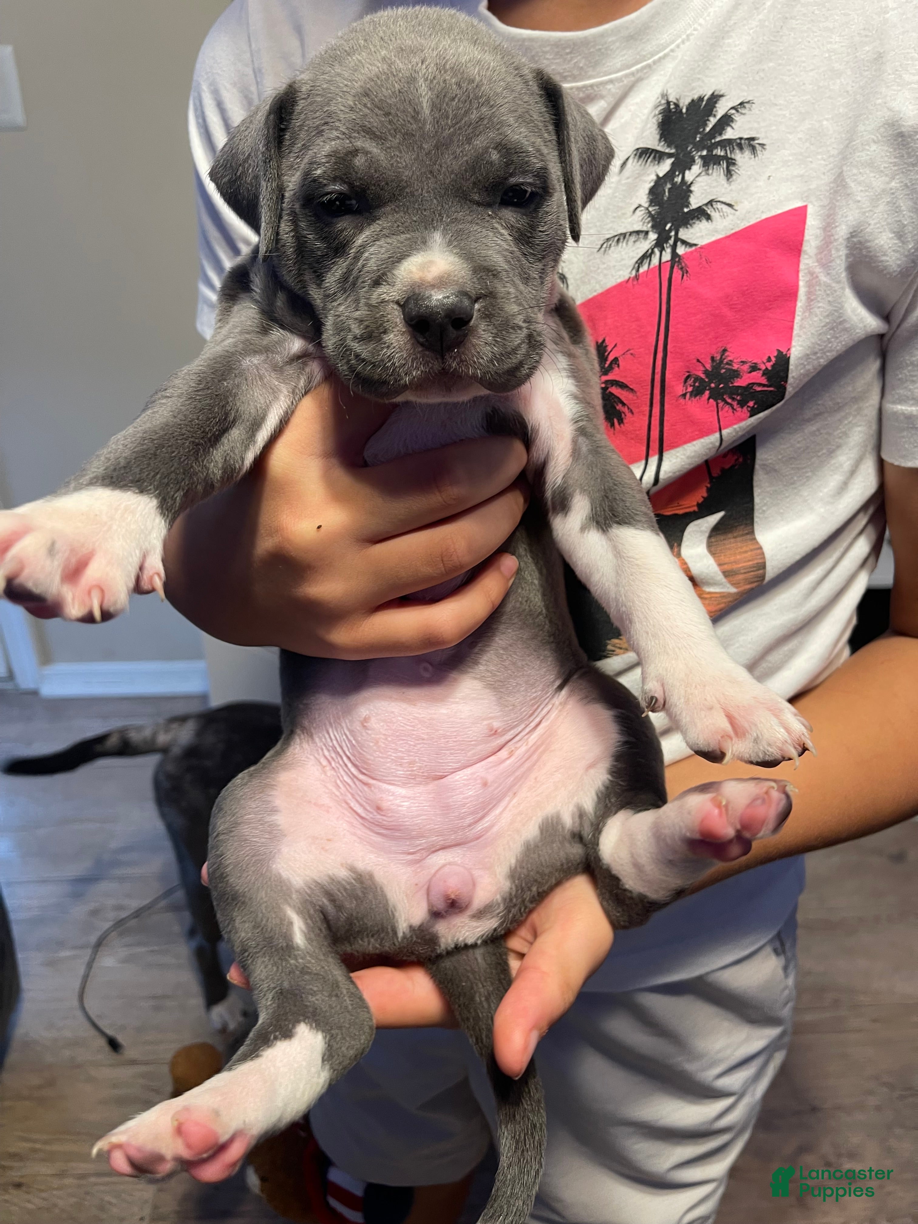 American Pit Bull Terrier dogs American Pit Bull Terrier 8 - Ad 14
