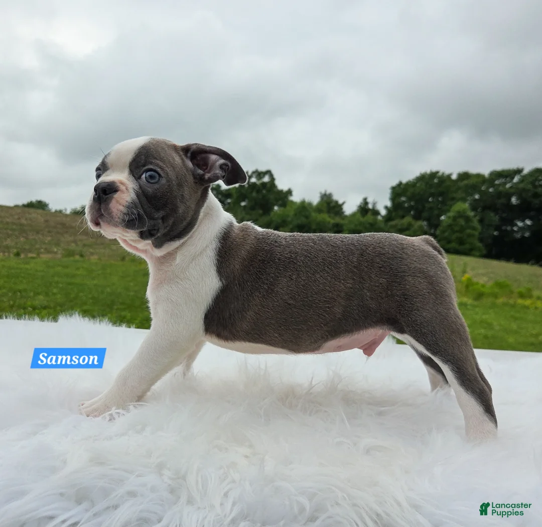 Boston Terrier dogs for sale: Samson - Ad 5
