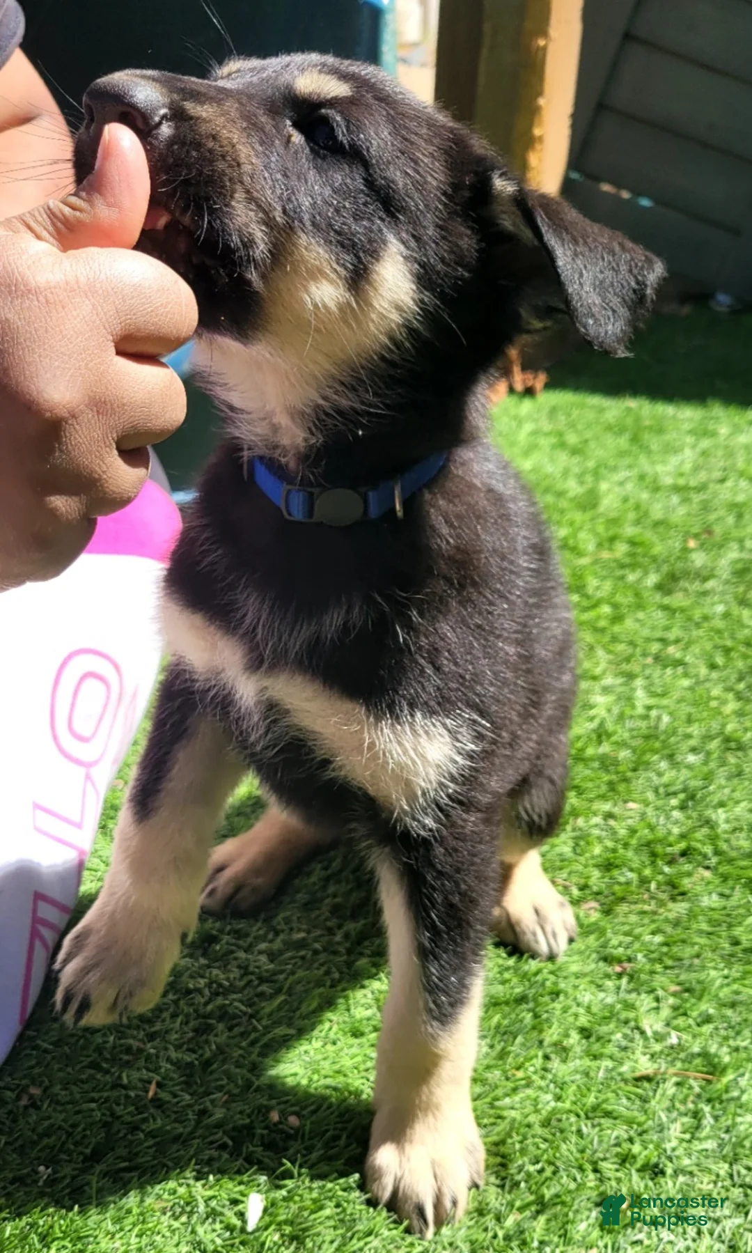 German Shepherd dogs for sale: Bravo - Ad 1