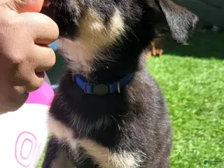 German Shepherd dogs Bravo - Ad 4