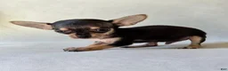 Chihuahua dogs for sale: Chihuahua 1 - Ad 2