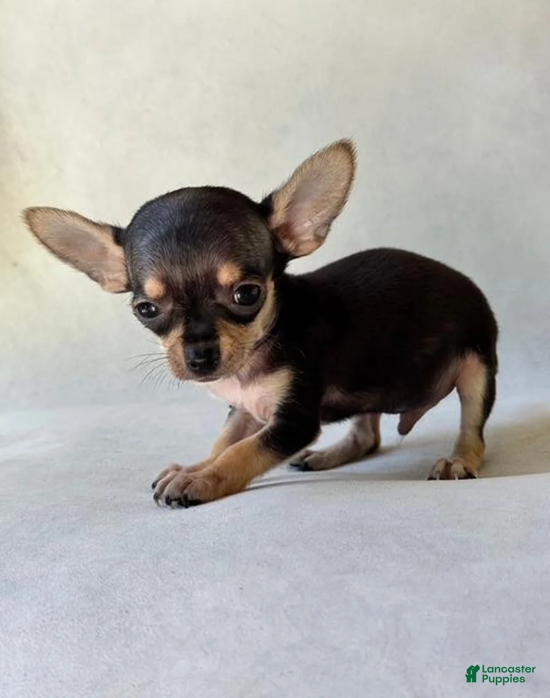 Chihuahua dogs for sale: Chihuahua 1 - Ad 2