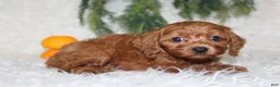 Mini Goldendoodle dogs for sale: Mini Goldendoodle 4 - Ad 2
