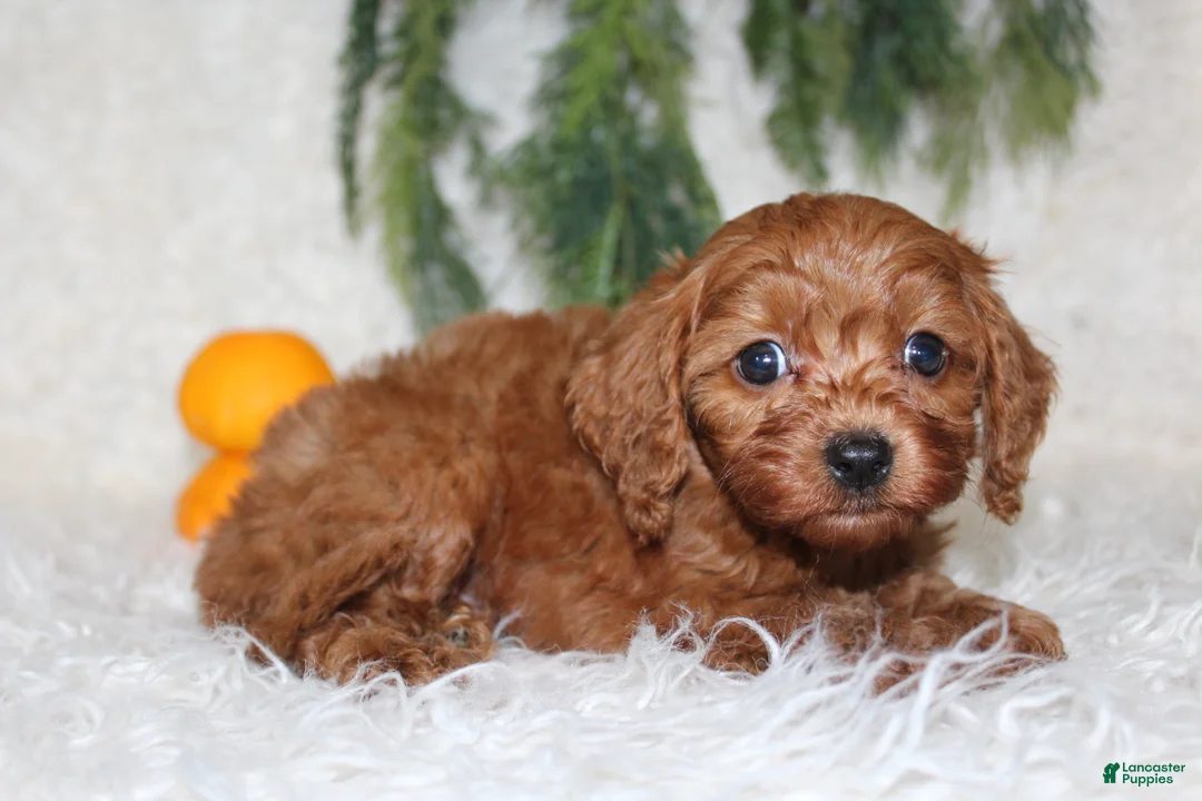 Mini Goldendoodle dogs for sale: Mini Goldendoodle 4 - Ad 2