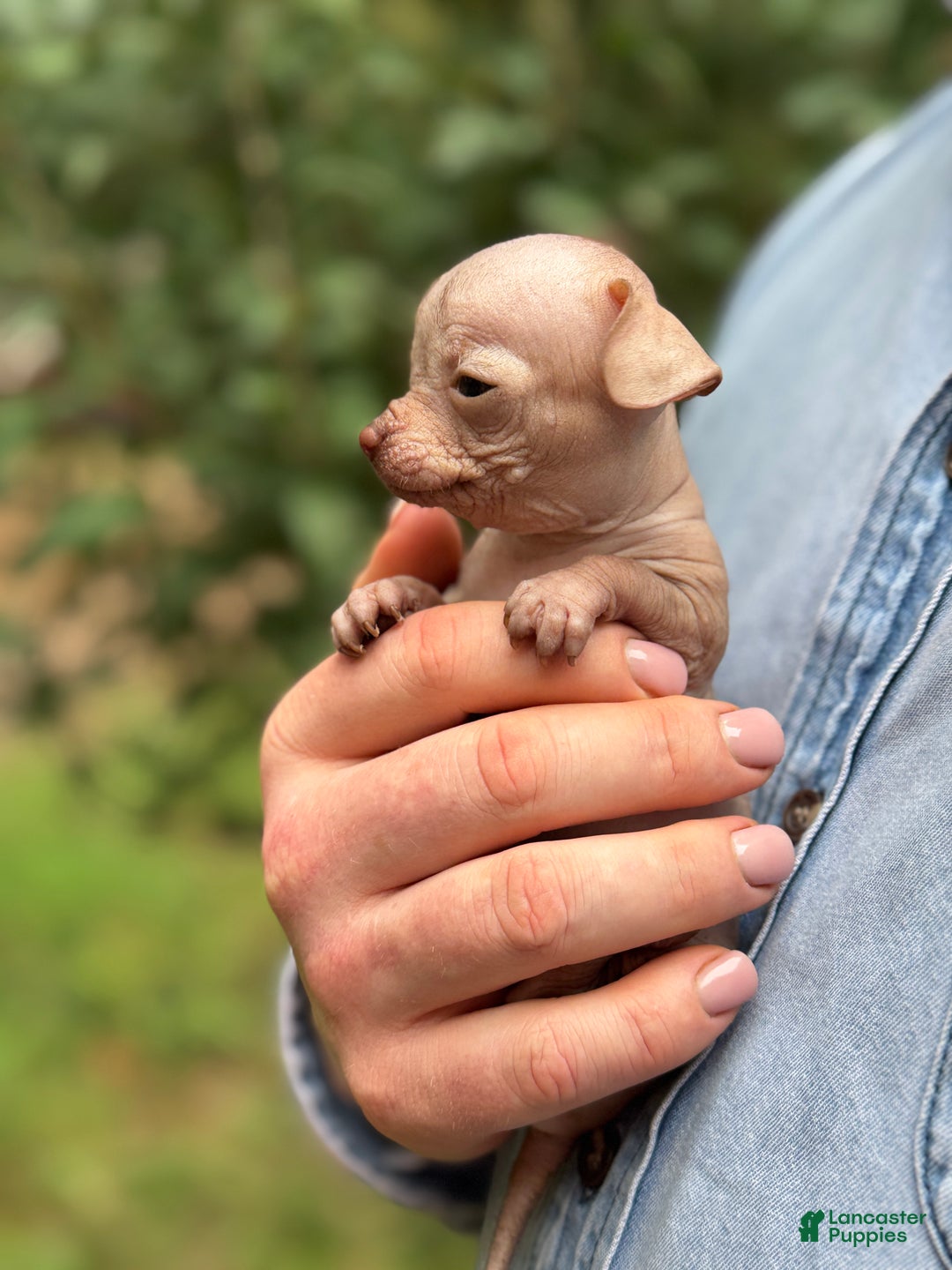 Mixed Breed dogs for sale: Cleopatra  - Ad 33