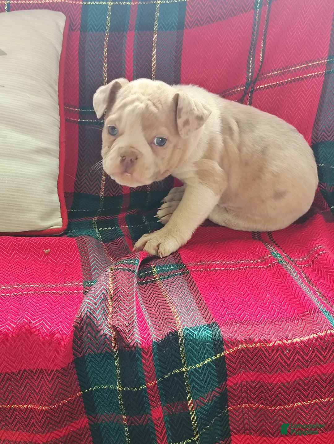 Olde English Bulldogge dogs for sale: Monica  - Ad 3