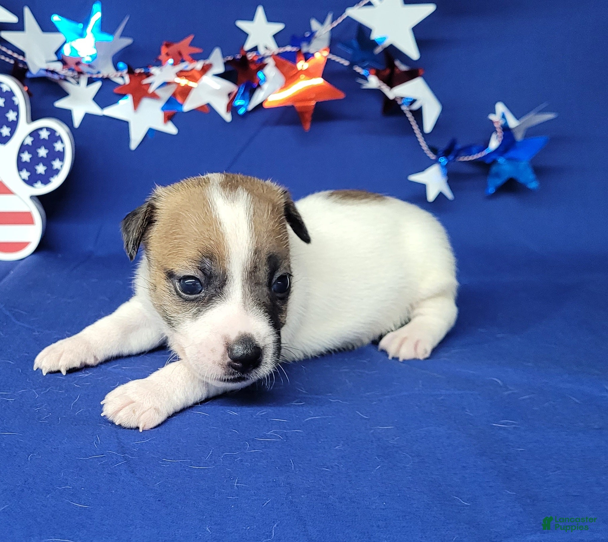 Jack Russell Terrier dogs CKC "Pilot" Delivery Available  - Ad 2