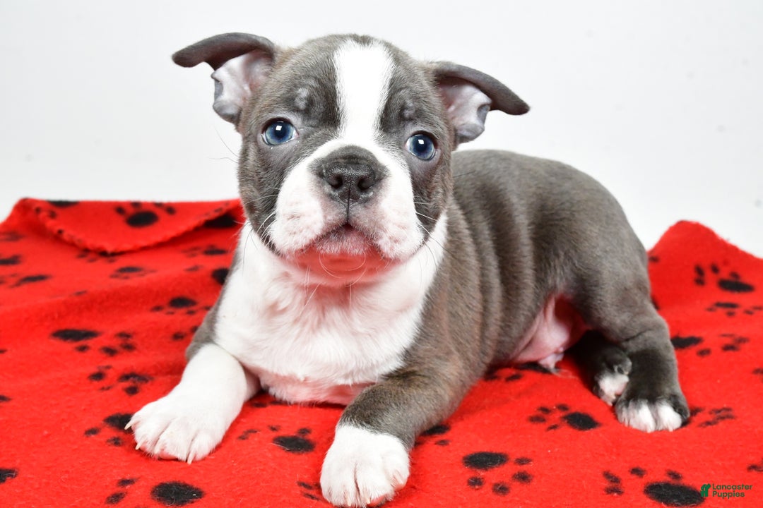 Boston Terrier dogs for sale: Rex - Ad 8