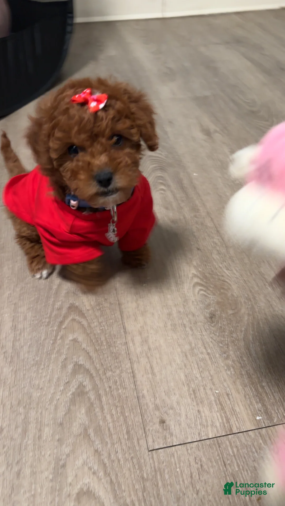 Goldendoodle dogs for sale: Goldendoodle Puppy 2 - Ad 2