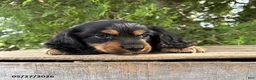 Dachshund dogs for sale: Bear - Ad 3