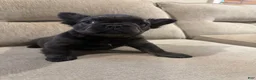 French Bulldog dogs for sale: French Bulldog 1 - Ad 4