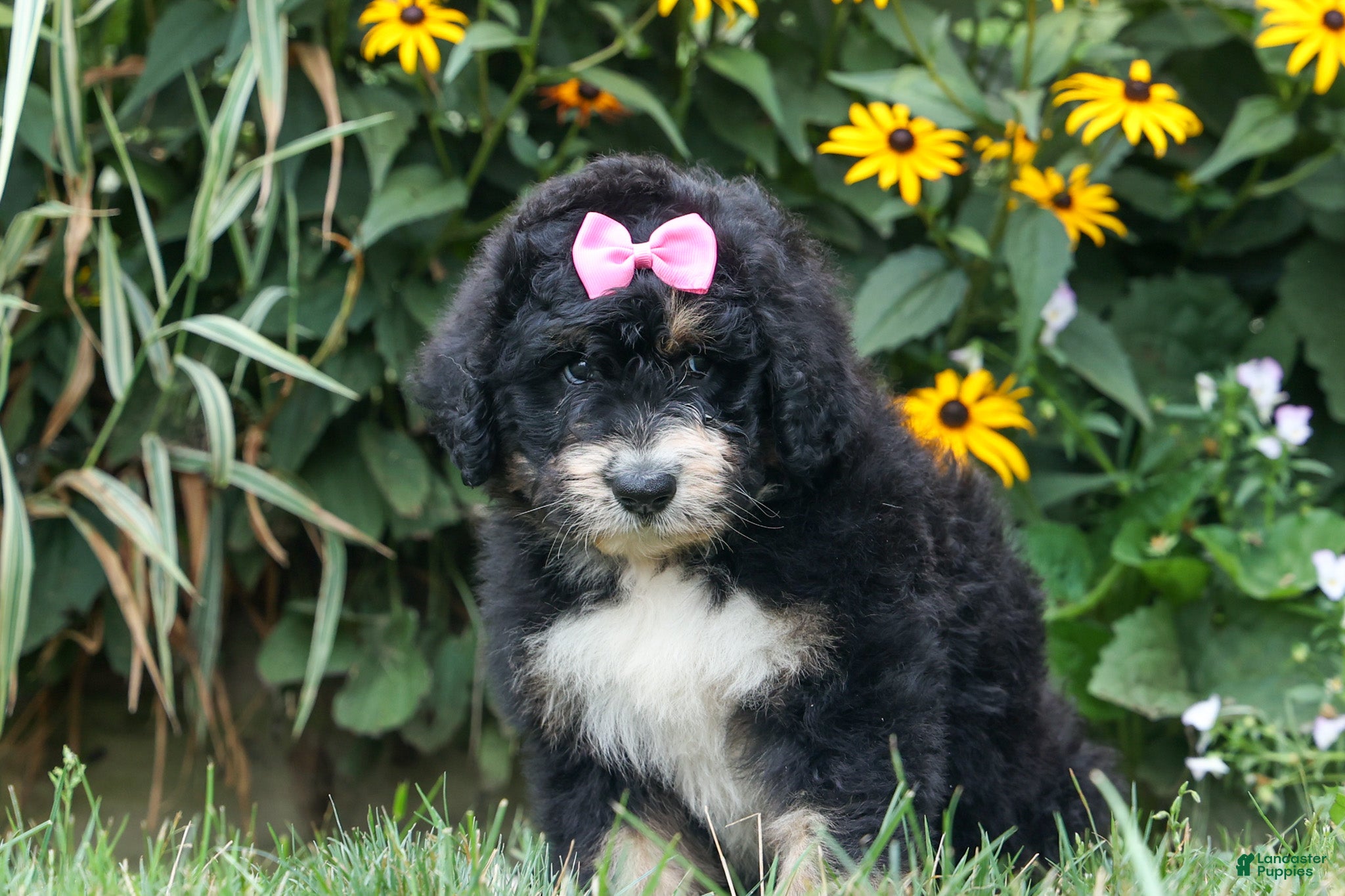 Bernedoodle dogs  Daisy🩷  - Ad 2