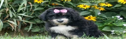 Bernedoodle dogs for sale:  Daisy🩷  - Ad 2