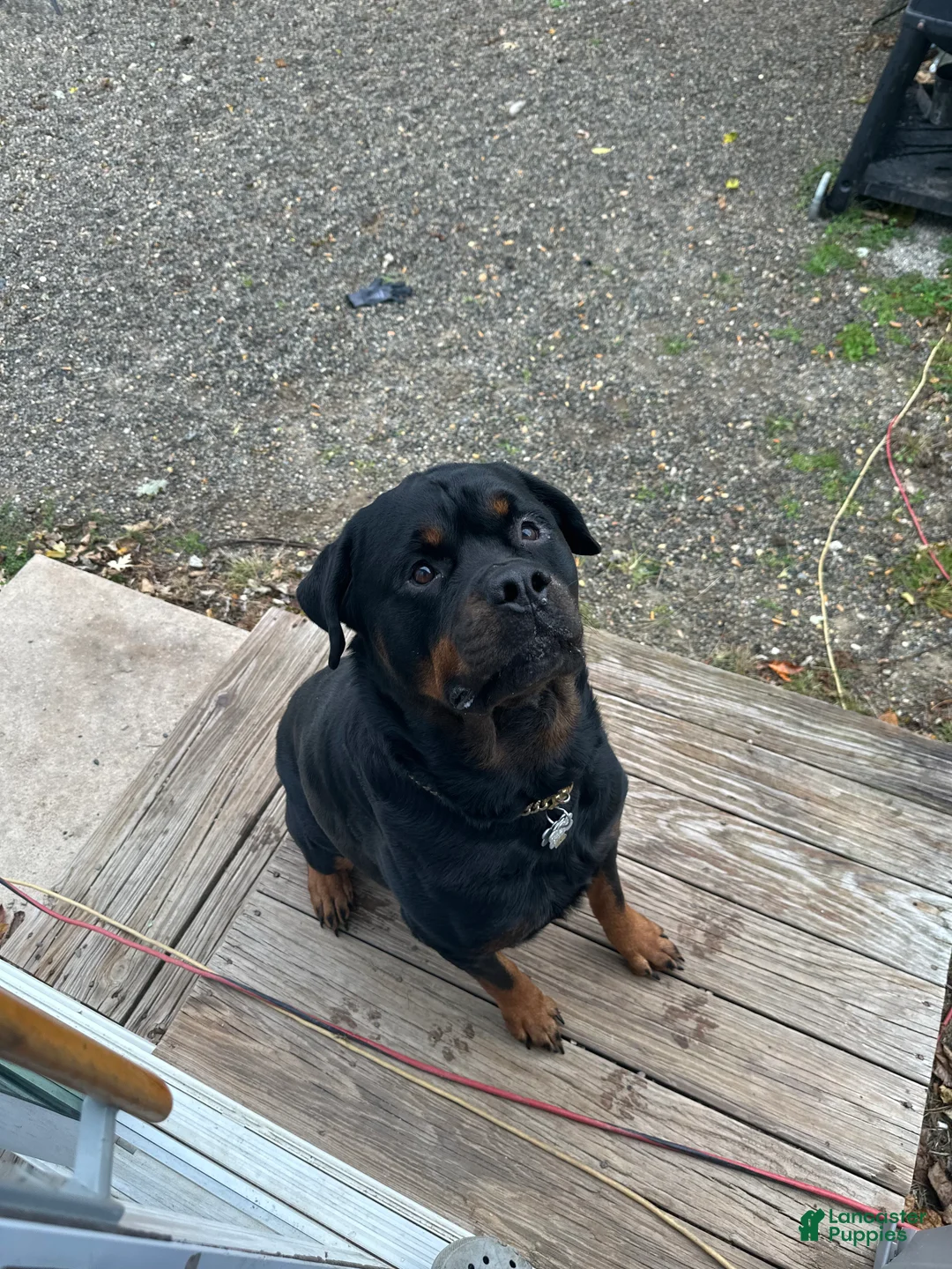 Rottweiler dogs for sale: Rottweiler Puppy 10 - Ad 3