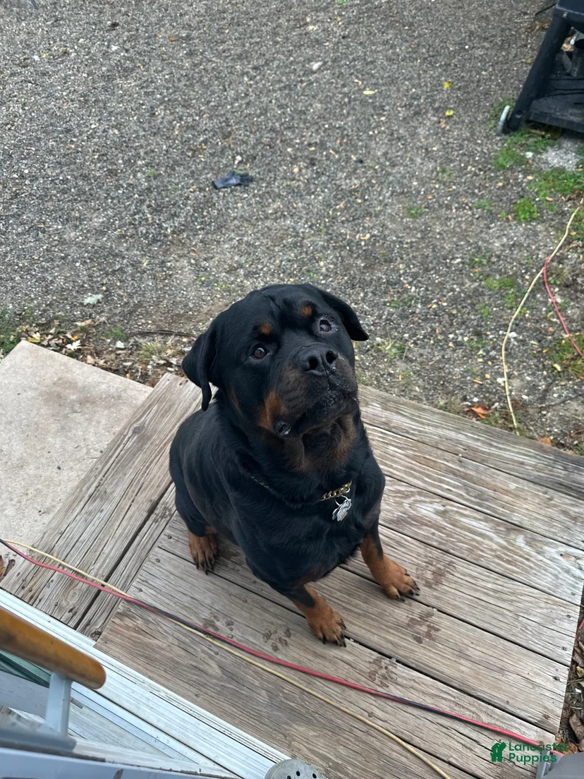 Rottweiler Puppy 2 Rottweiler for sale in Toms River | Lancaster Puppies
