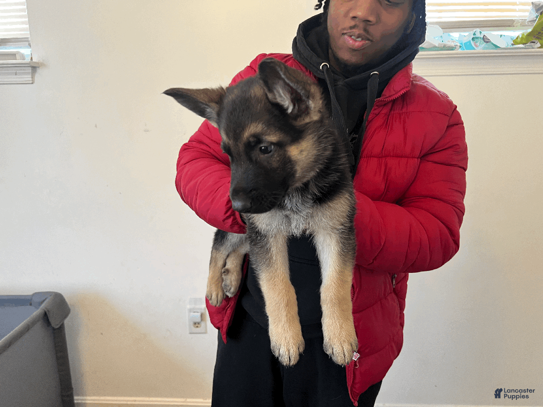 German Shepherd dogs for sale: Beast - Ad 5