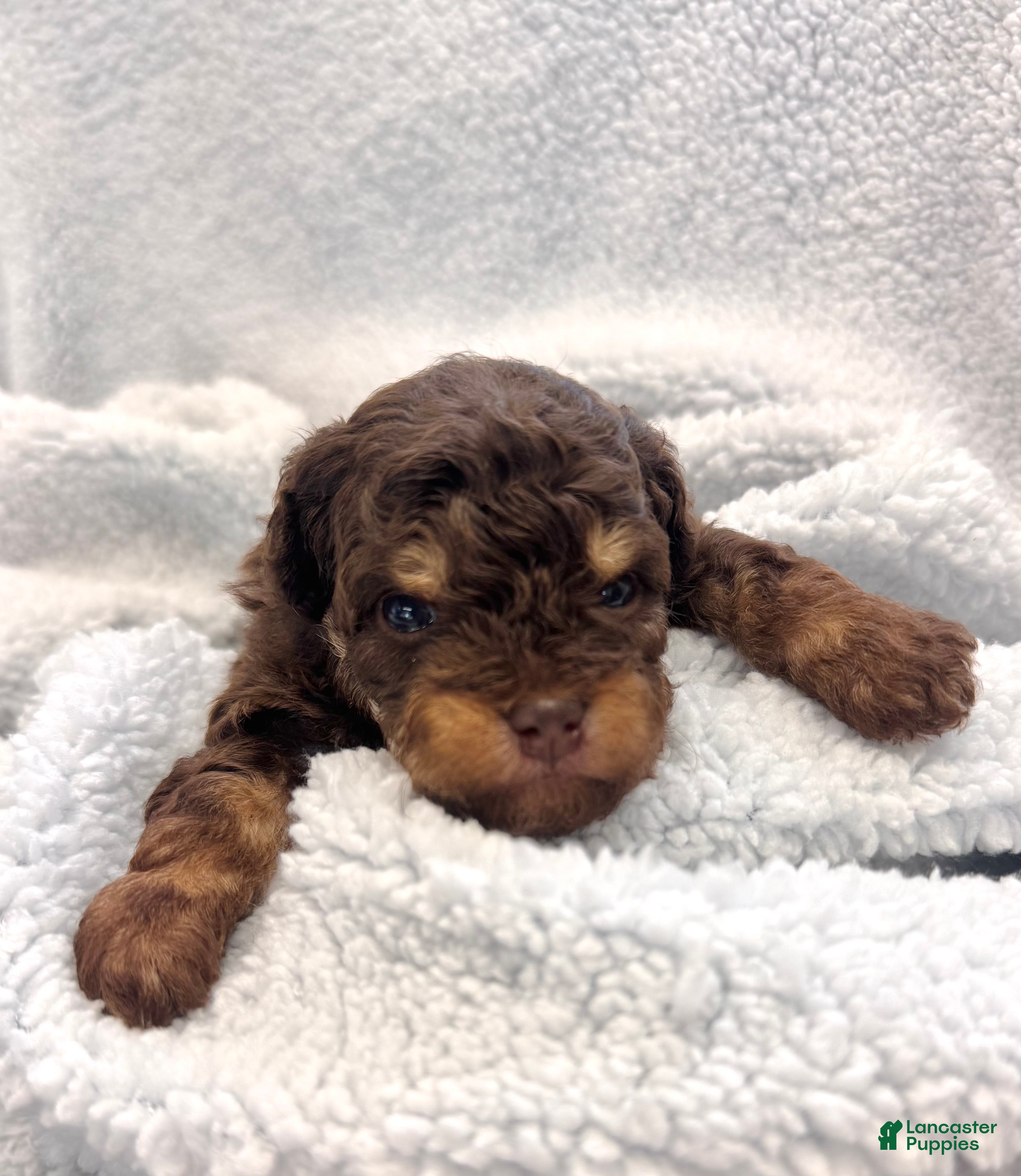 Mixed Breed dogs Mixed Breed Puppy 2 - Ad 3