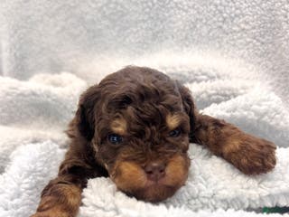 Mixed Breed dogs Mixed Breed Puppy 2 - Ad 3