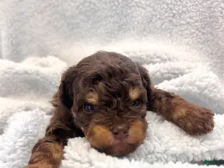 Mixed Breed dogs Mixed Breed Puppy 2 - Ad 2