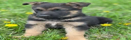 German Shepherd dogs for sale: Luna - Ad 3