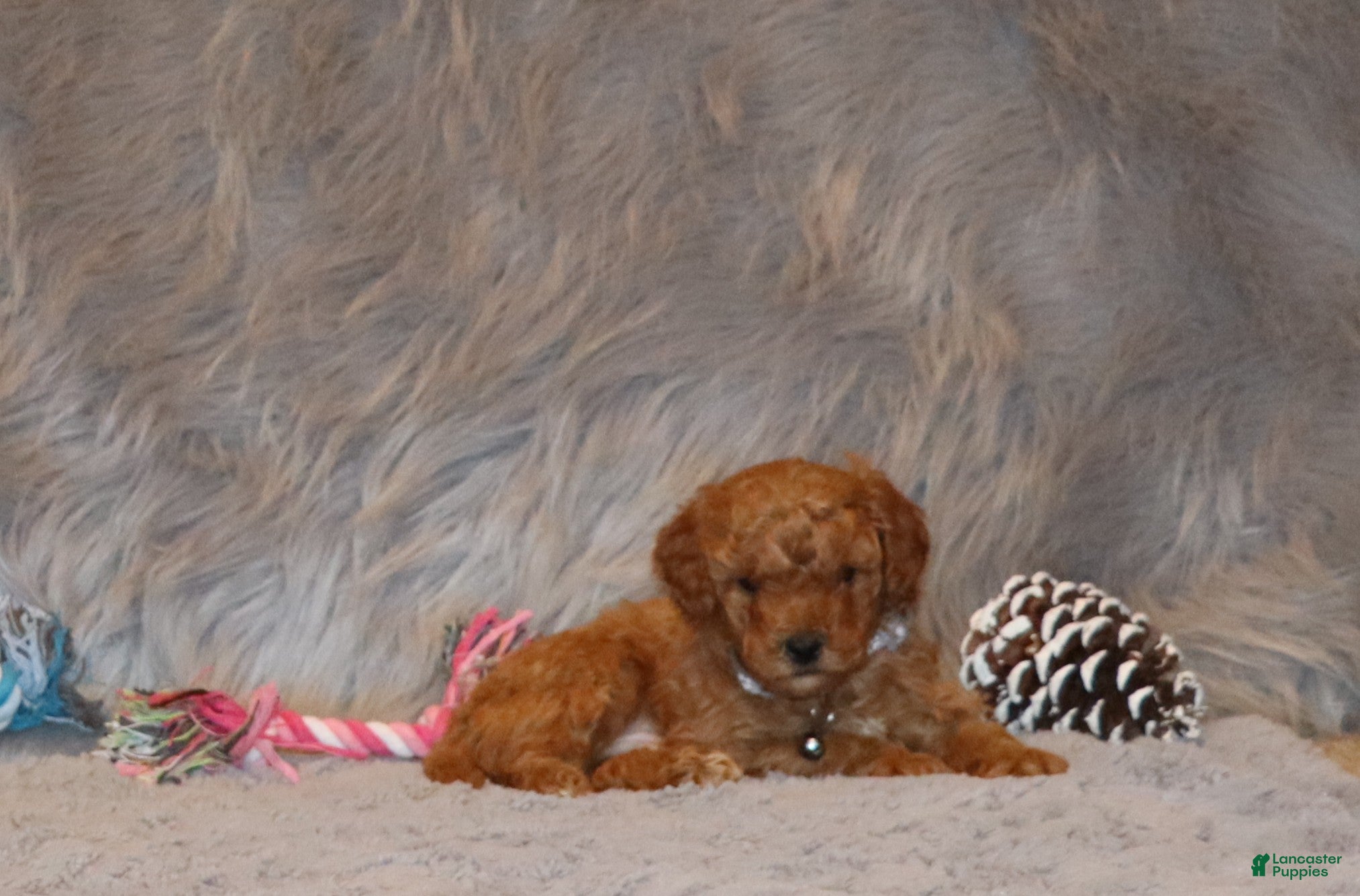 Mini Goldendoodle dogs Tiny/Couple 💙 - Ad 2