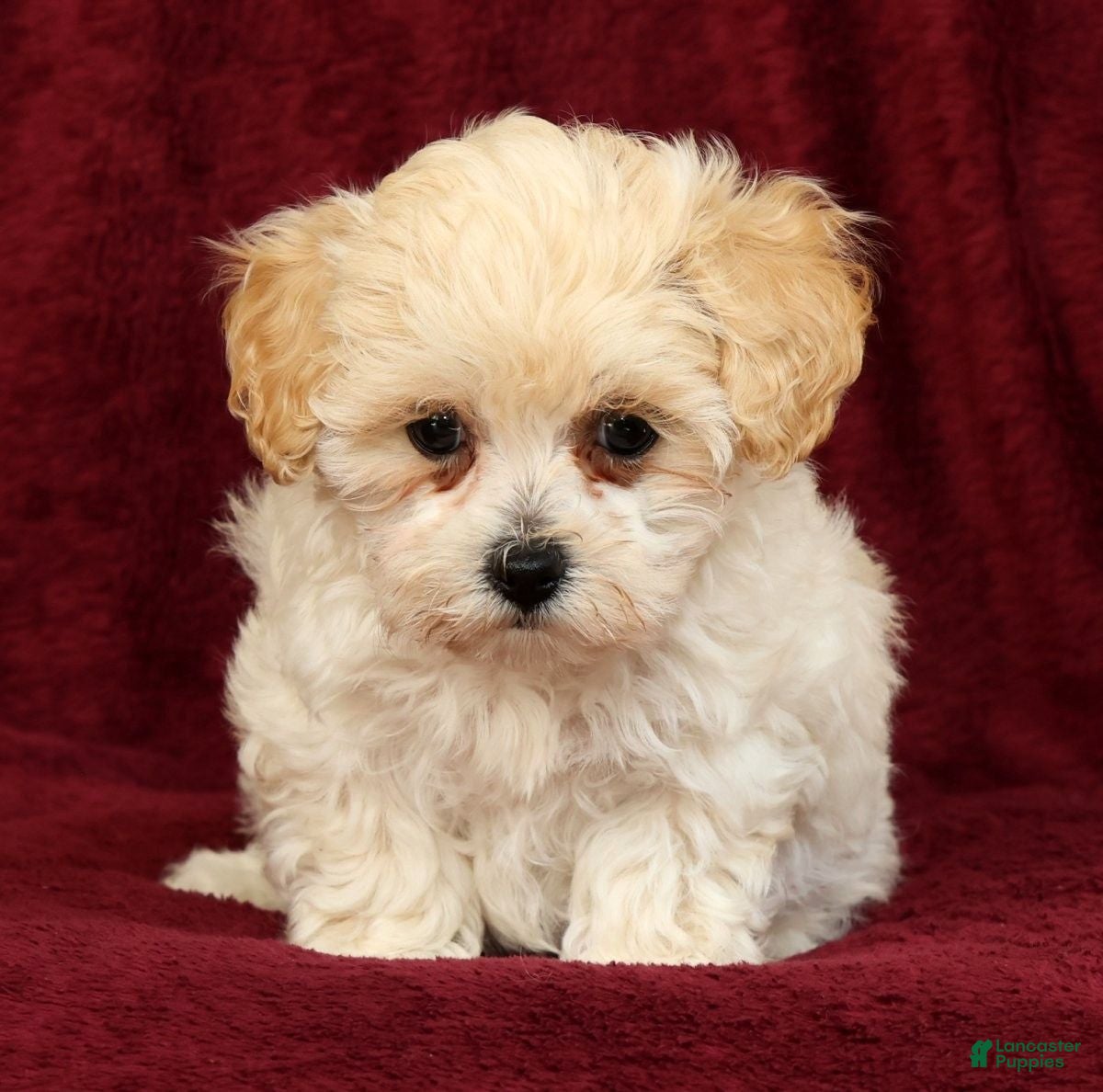 Maltipoo dogs Ashley - Ad 2