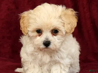 Maltipoo dogs Ashley - Ad 2