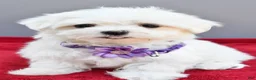 Maltese dogs for sale: Donna - Ad 1