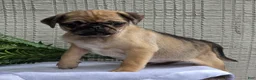 Pug dogs for sale: Bentley  - Ad 9